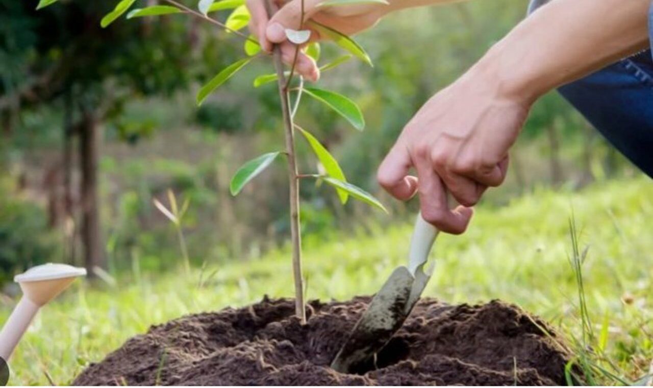 Moldova pornește campania de toamnă „Generația Pădurii”: peste 3.000 de hectare vor prinde viață