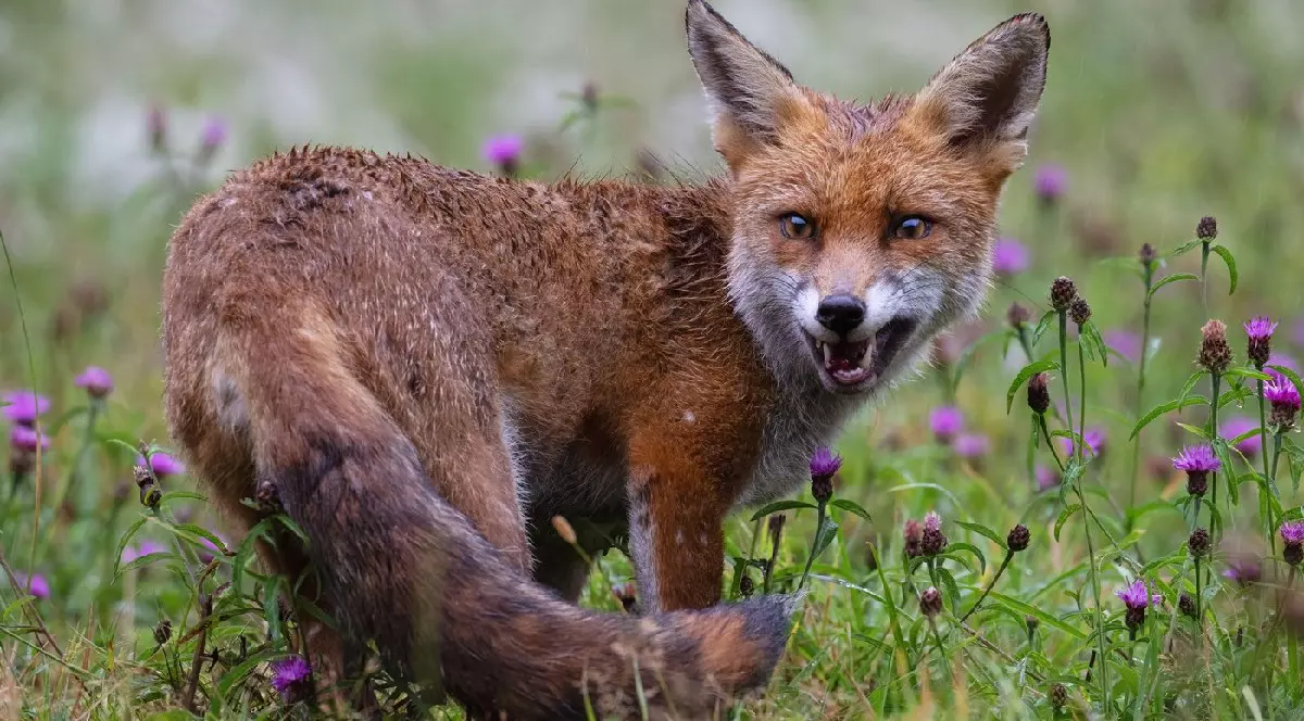 Focare de rabie și pestă porcină africană în trei localități din țară. ANSA avertizează fermierii și populația