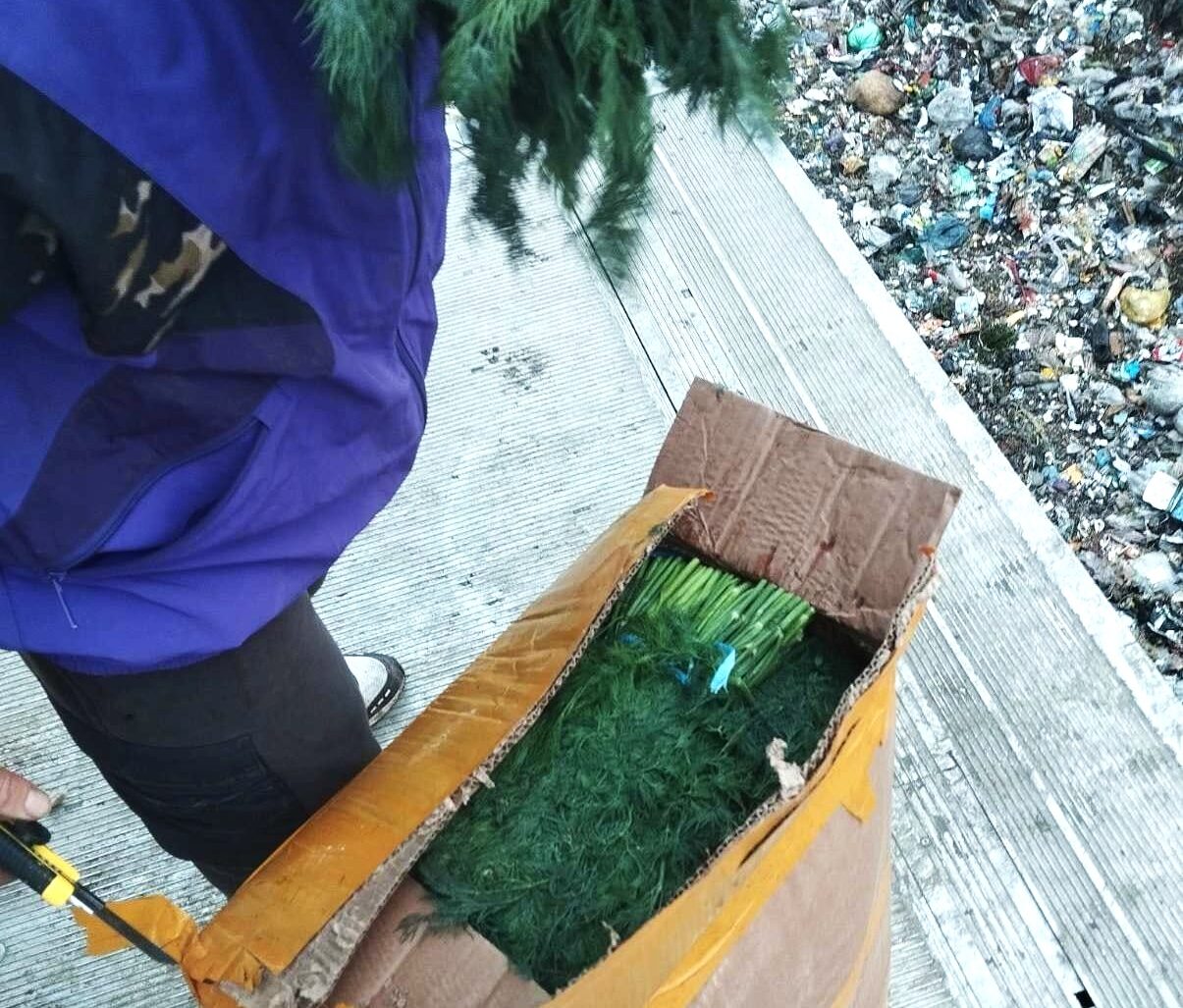 7,5 tone de mărar de import, nimicite de ANSA din cauza pesticidelor