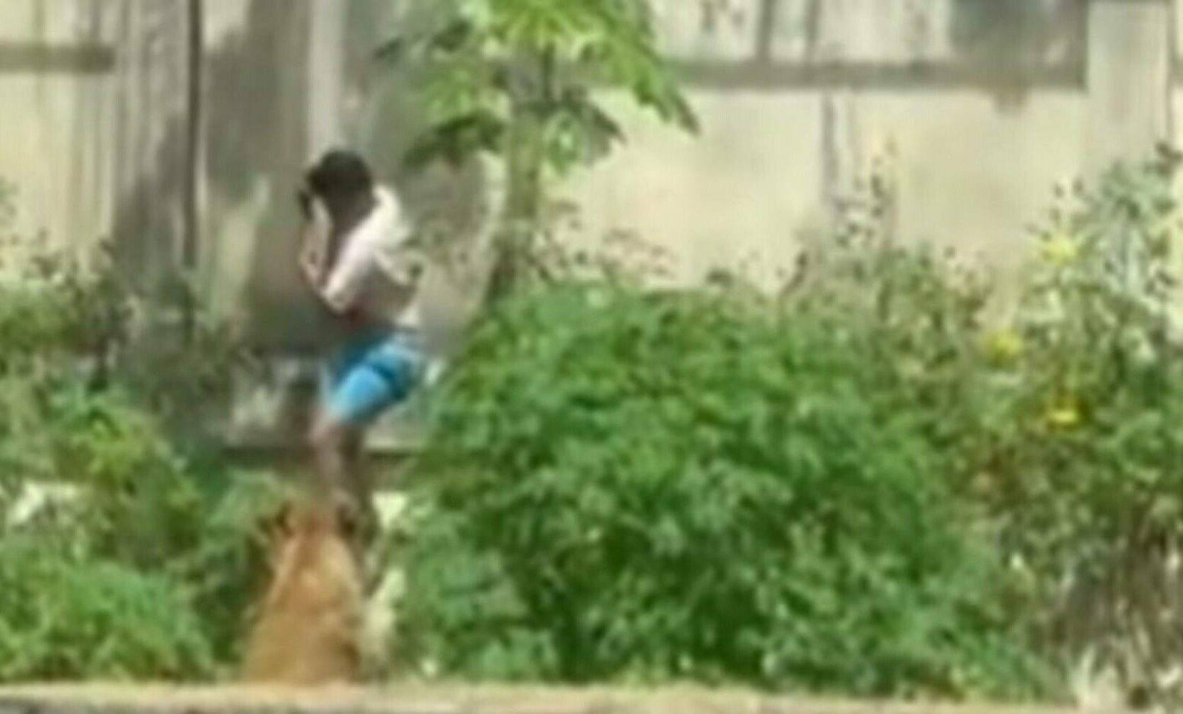 Un tânăr de 19 ani a murit după ce a intrat în ţarcul leilor la o grădină zoologică din Brazilia