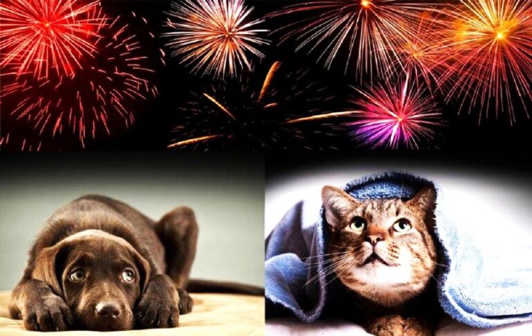 Focurile de artificii, un pericol pentru animale. Apelul ANSA către populație