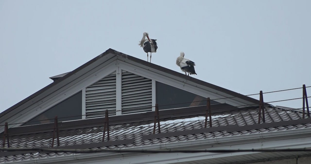 O biserică din Chișinău, casă pentru cocostârcii Joric și Georgeta: ,,Enoriașii îi iubesc foarte mult”