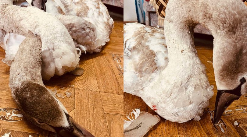 Aproximativ 800 de lebede iernează pe Nistru, în raionul Criuleni. Multe dintre ele au fost adăpostite