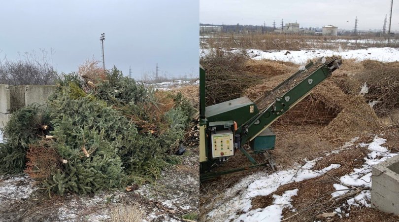 Brazii de Anul Nou au ajuns la platforma de reciclare a deșeurilor vegetale din Chișinău. La e vor fi folosiți