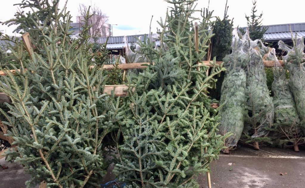 Brazii de Crăciun, abandonați în oraș: Cum îi colectează autoritățile pentru compost