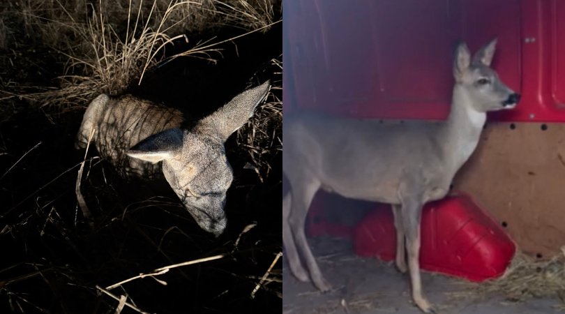 O căprioară speriată, salvată de inspectorii de mediu după un accident rutier