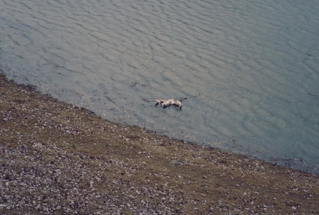 Cauza morții păsărilor de pe Nistru, stabilită. Ministrul Mediului: este vorba despre gripă aviară