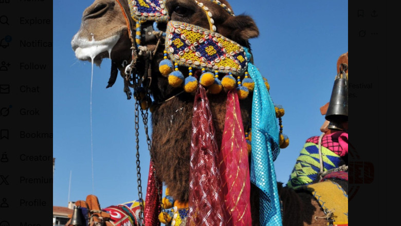 20 de cămile, descalificate de la un concurs de frumusețe din Oman după ce au fost „înfrumusețate” artificial