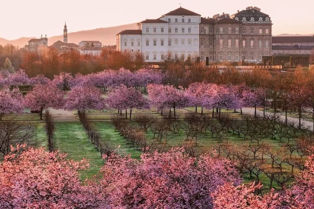 Grădinile Palatului Regal din Venaria, Italia oferă un spectacol rar. Cei 145 de cireși japonezi au înflorit