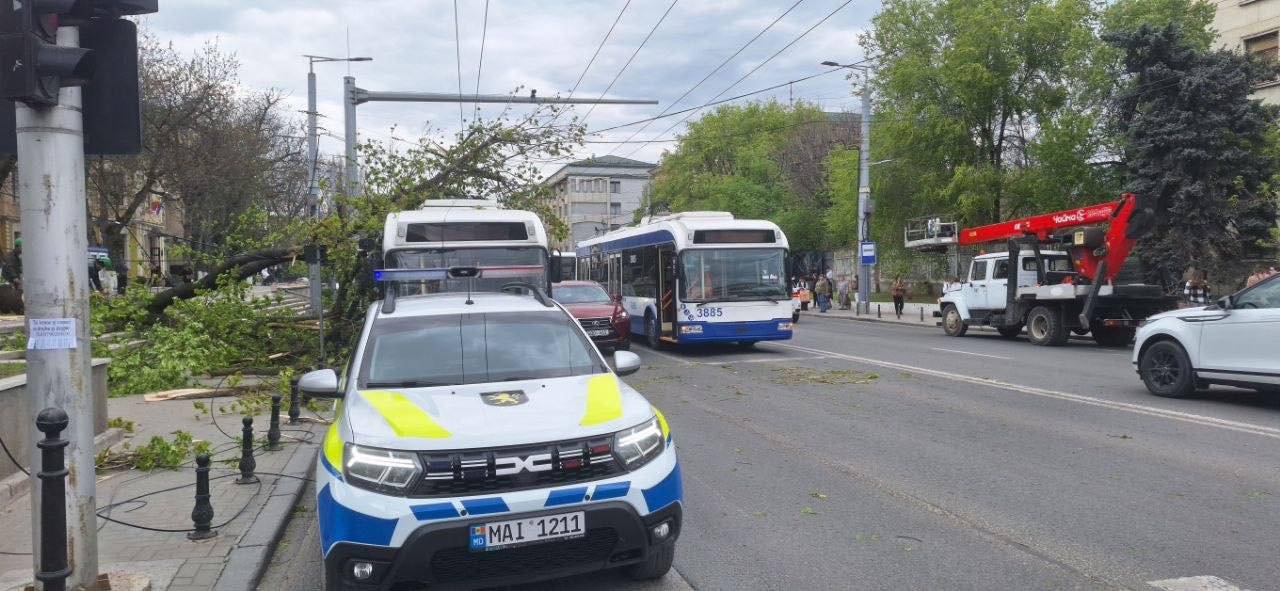 O creangă s-a prăbușit peste un troleibuz pe bulevardul Ștefan cel Mare din Capitală