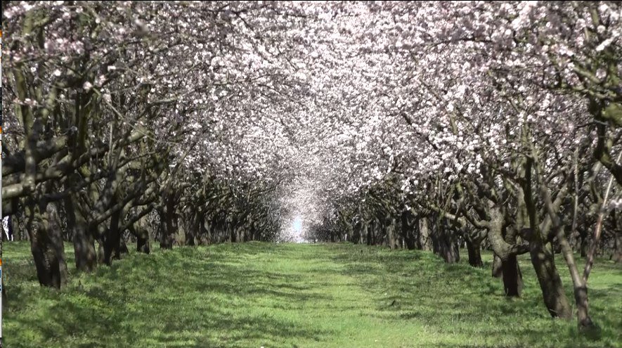 Spectacol de primăvară în satul Drăgușeni: livada de migdali care atrage turiști și cucerește piețe internaționale