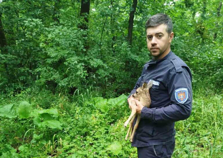 Poveste cu final fericit în Nisporeni. Un pui de căprior a fost salvat și întors în natură