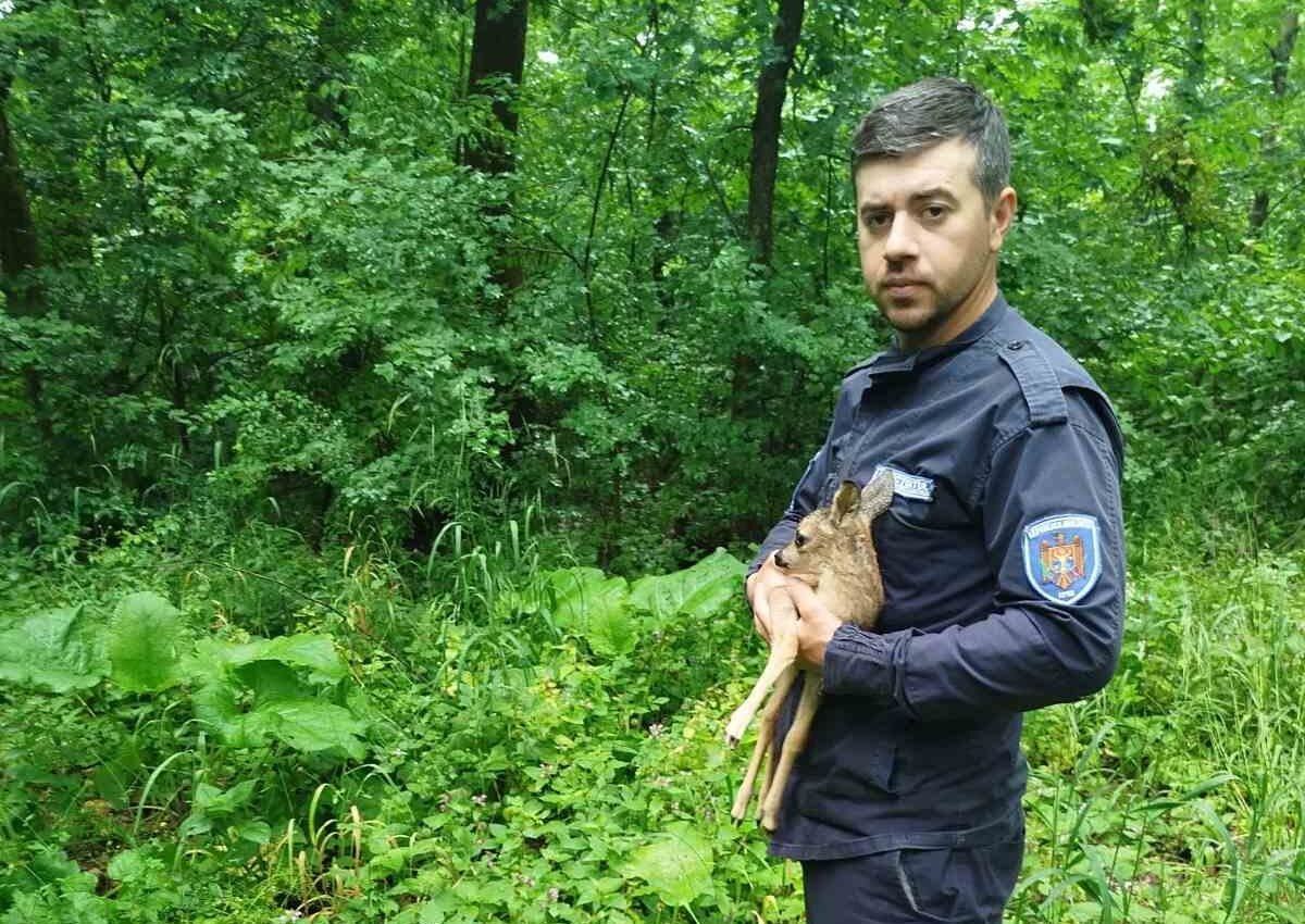 Poveste cu final fericit în Nisporeni. Un pui de căprior a fost salvat și întors în natură