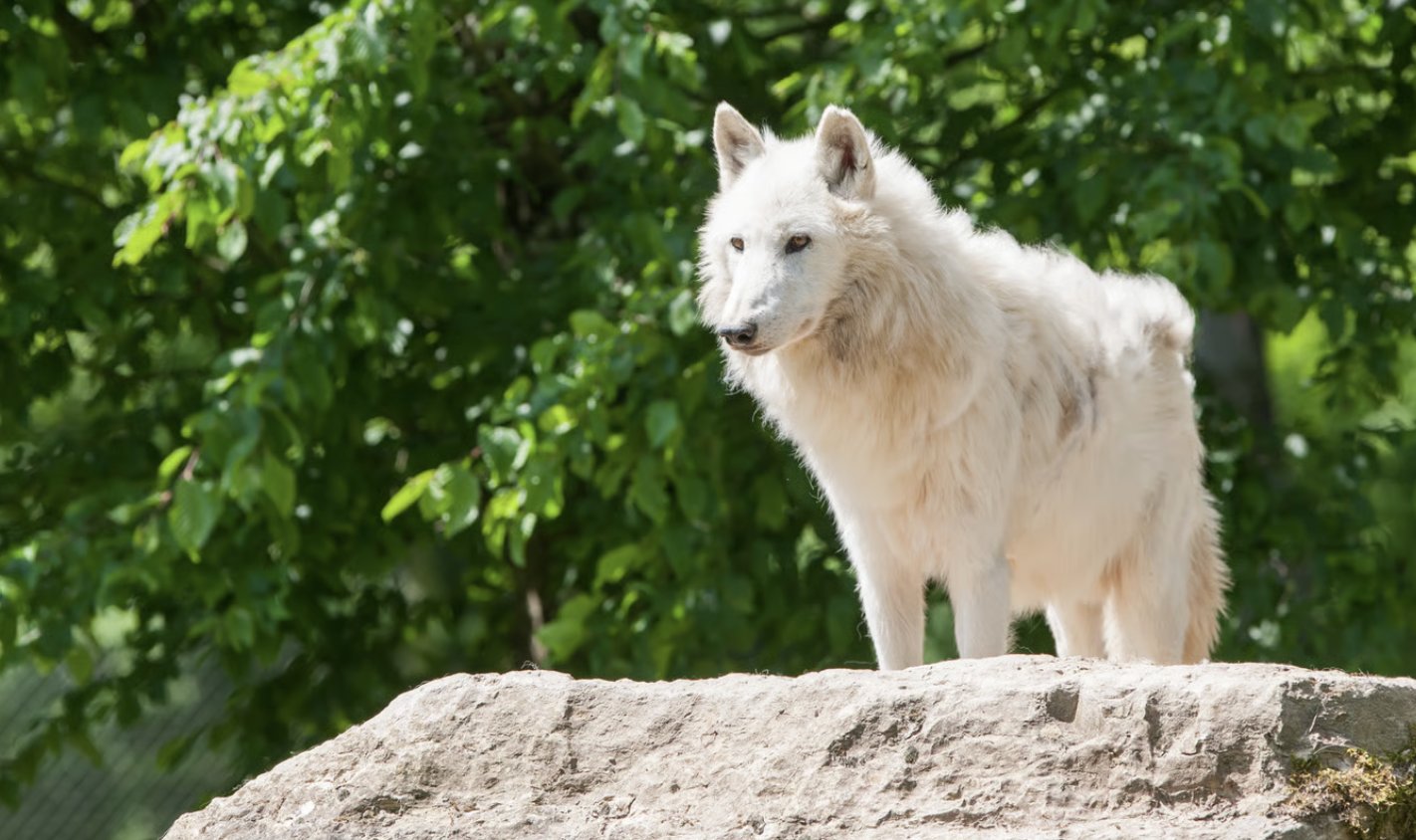 Canicula pune la încercare și animalele. Lupii polari de la Zoo Chișinău, printre cele mai afectate specii