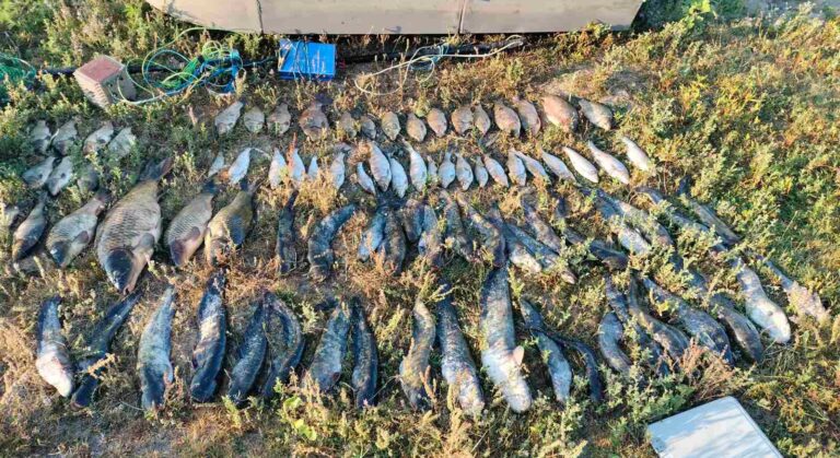 Peste 55 de kilograme de pește, capturate ilegal din Nistru