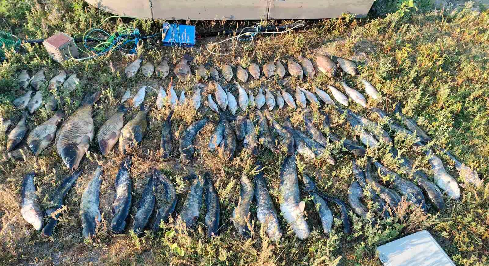 Peste 55 de kilograme de pește, capturate ilegal din Nistru