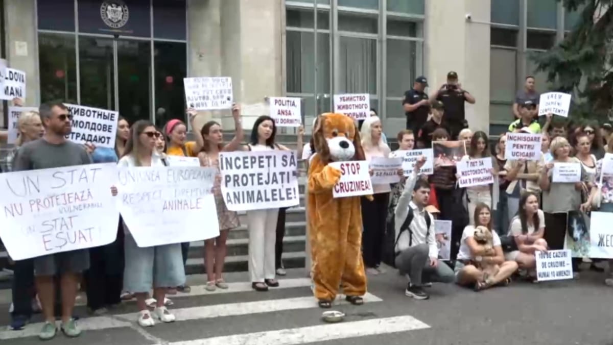 Zeci de activiști au protestat în fața Guvernului. Cer pedepse mai dure pentru cruzimea față de animale