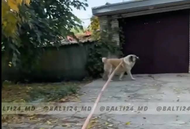 Femeie din nordul țării, pe patul de spital după ce a fost atacată pe stradă de un câine ieșit dintr-o curte