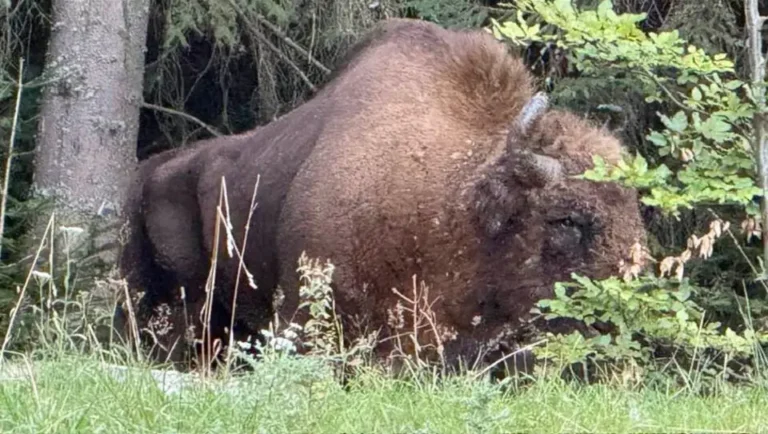 Un zimbru de peste 800 de kilograme, găsit mort și decapitat într-o pădure din România