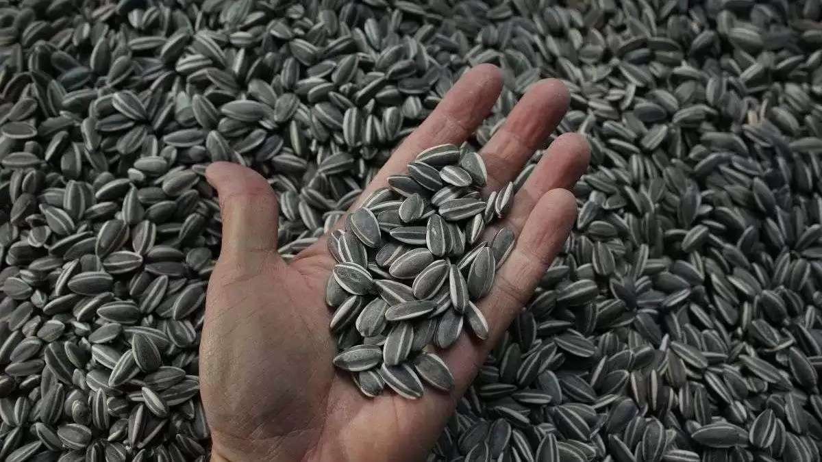 Doi bărbați din Tighina, condamnați pentru o escrocherie de aproape două milioane de lei cu semințe de floarea-soarelui